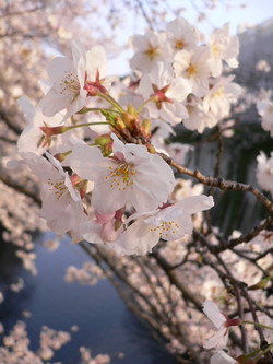 桜 (染井吉野(ソメイヨシノ))