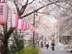 桜 (染井吉野(ソメイヨシノ))