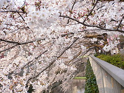 桜 (染井吉野(ソメイヨシノ))