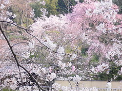 桜 (染井吉野(ソメイヨシノ))