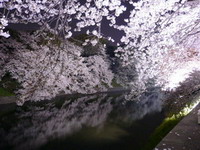 夜桜 [染井吉野 (ソメイヨシノ)]