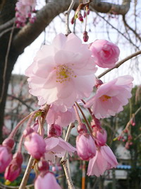 枝垂桜 (シダレザクラ)