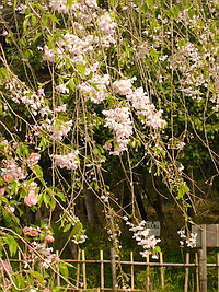 枝垂桜 (シダレザクラ)