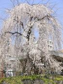 枝垂桜 (シダレザクラ)