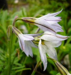 花韮 (ハナニラ)