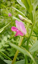 烏野豌豆 (カラスノエンドウ)