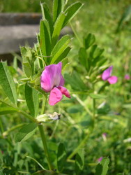 烏野豌豆 (カラスノエンドウ)