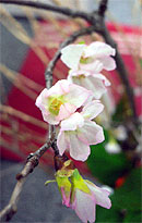 桜 (サクラ)