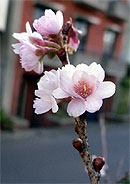 十月桜 (ジュウガツザクラ)
