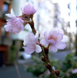 十月桜 (ジュウガツザクラ)