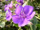紫紺野牡丹 （しこんのぼたん）