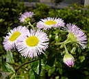 春紫苑 (ハルジオン)