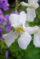 花大根 (ハナダイコン)