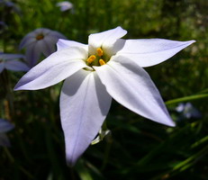 花韮 (ハナニラ)