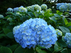 紫陽花 (あじさい)