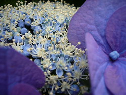 萼紫陽花 (ガクアジサイ)