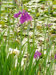 花菖蒲 (ハナショウブ)