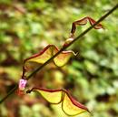 盗人萩 (ヌスビトハギ) の花と実