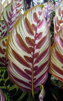 五色矢羽根芭蕉 (ゴシキヤバネバショウ) の葉