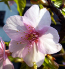 大寒桜 (オオカンザクラ)