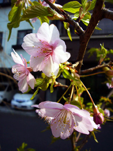 大寒桜 (オオカンザクラ) 