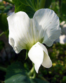 豌豆 (エンドウ) の花