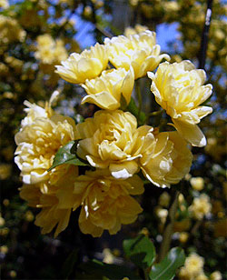 木香薔薇 (モッコウバラ)