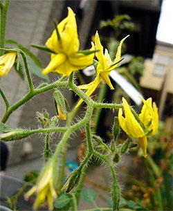 トマト の花