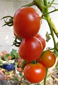 トマト の実