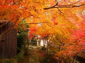 いろは紅葉 (イロハモミジ)