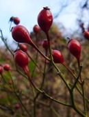 野薔薇 (ノイバラ) の実