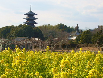 菜の花 (ナノハナ)