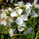 大根 (ダイコン) の花