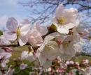 桜 (サクラ) [染井吉野(ソメイヨシノ)]