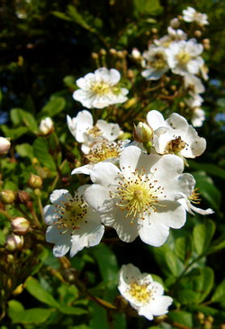 野薔薇 (ノイバラ、ノバラ)