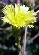 サニーレタス の花