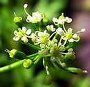 イタリアンパセリ の花