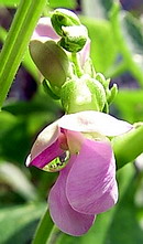 隠元豆 (インゲンマメ) の花