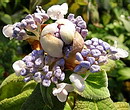 玉紫陽花 (タマアジサイ)