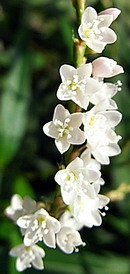 白花桜蓼 (シロバナサクラタデ)