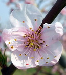 桃 (モモ) の花