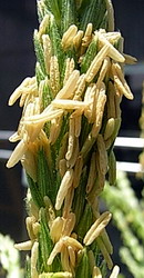 玉蜀黍 (トウモロコシ) の雄花