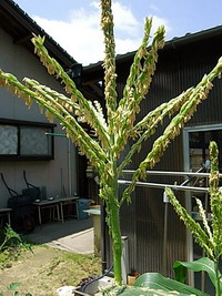 玉蜀黍 (トウモロコシ) の雄花