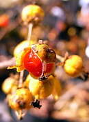 岩梅蔓 (イワウメヅル) の実