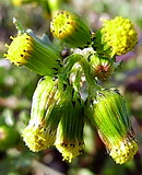 野襤褸菊 (ノボロギク)