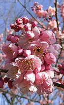 彼岸桜 (ヒガンザクラ)