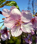 河津桜 (カワヅザクラ)