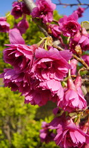 寒緋桜 (カンヒザクラ)