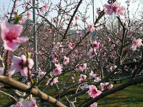 桃 (モモ) の花