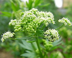 セロリ の花